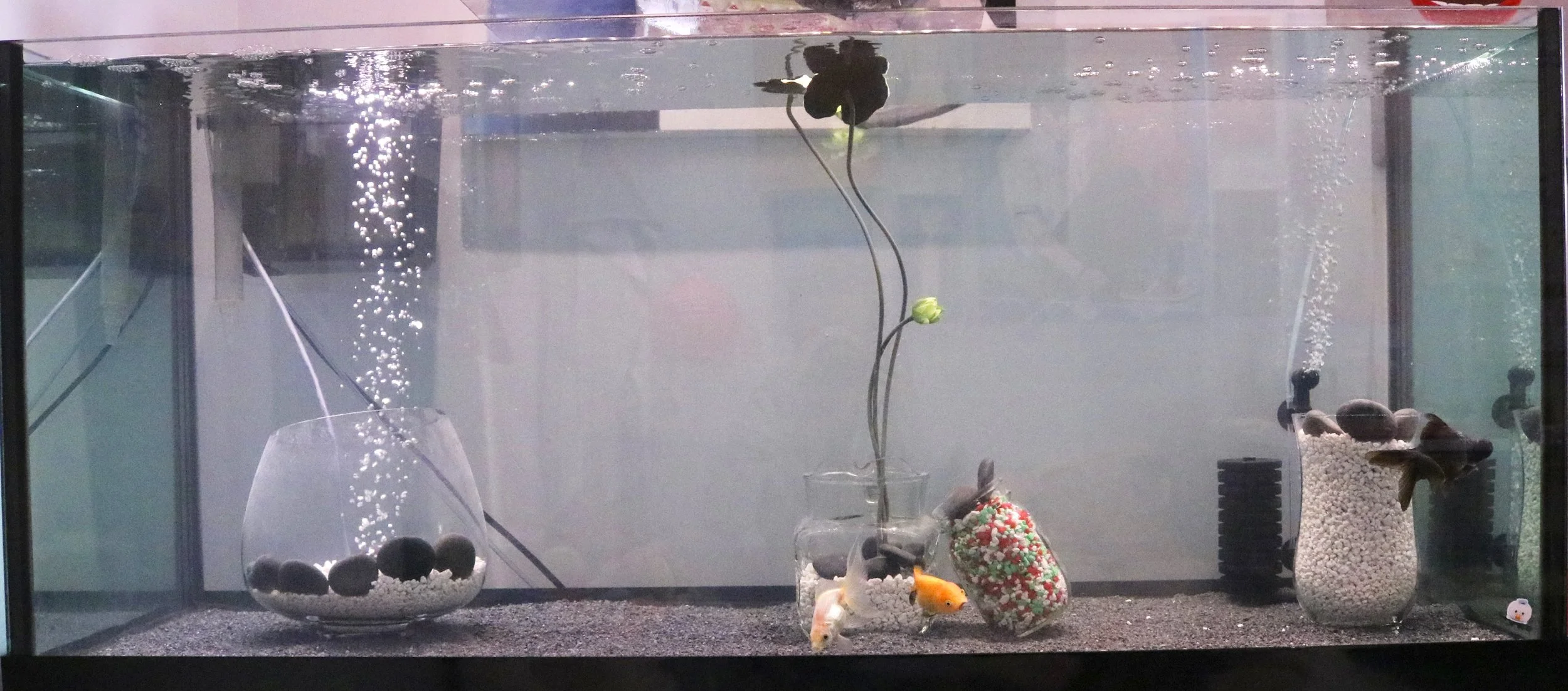My Fish Rat Emporium Toronto